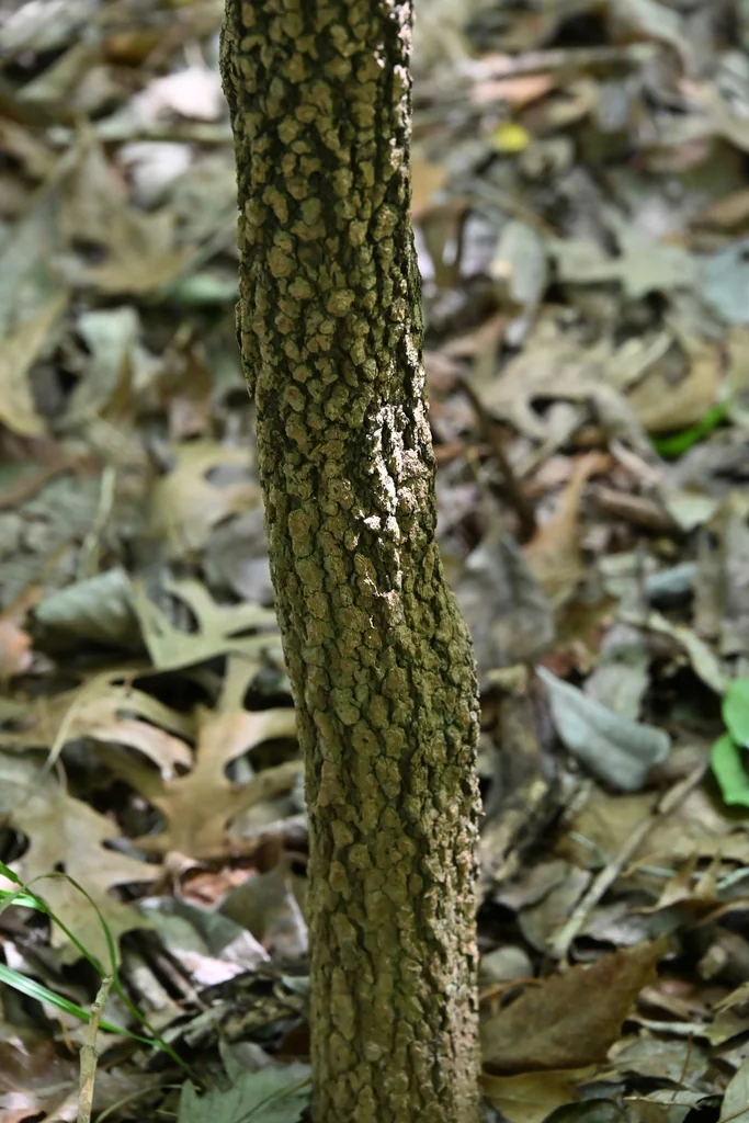 Viburnum rufidulum
