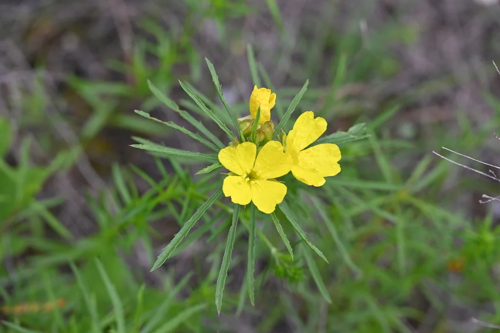 Calylophus Berlandieri