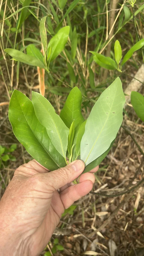 Magnolia Virginiana