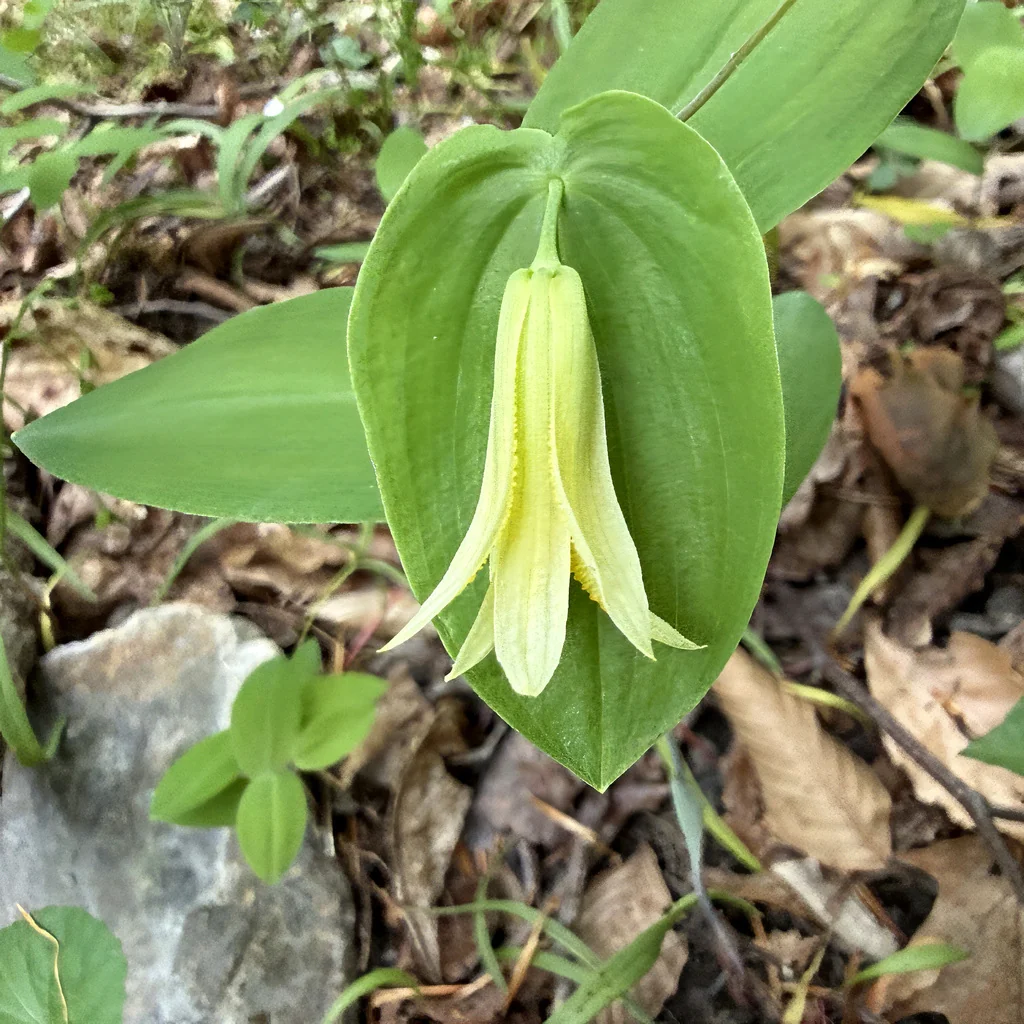 Uvularia Perfoliata