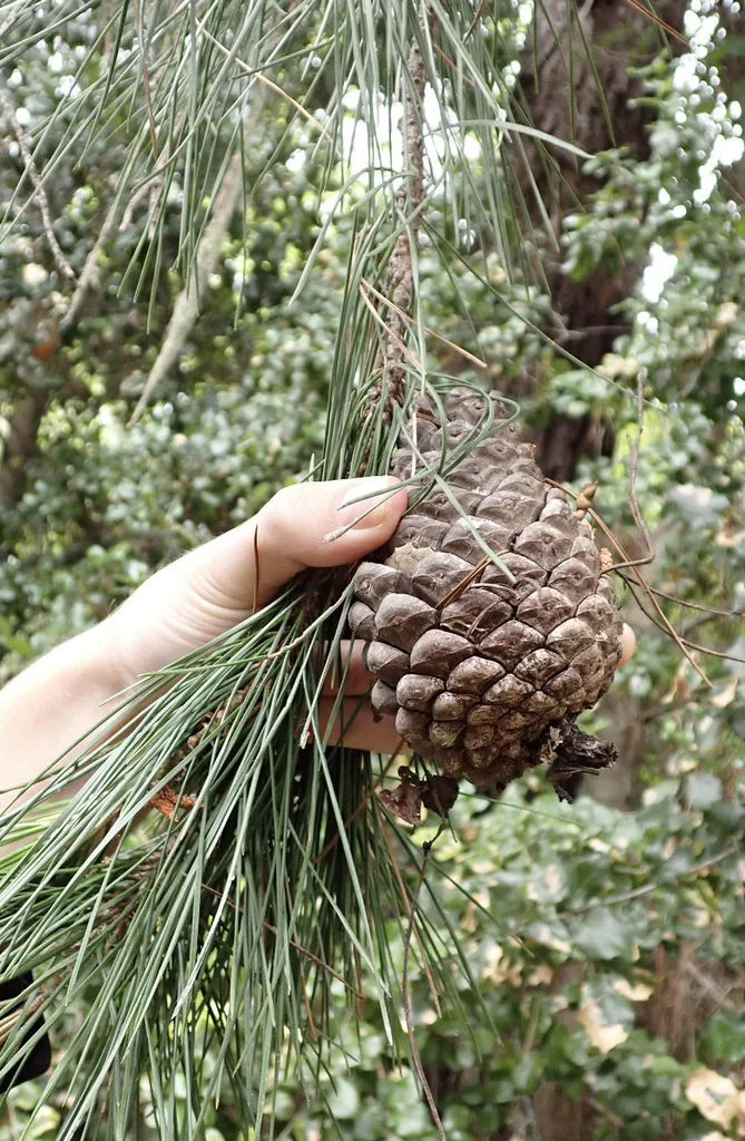 Pinus Radiata