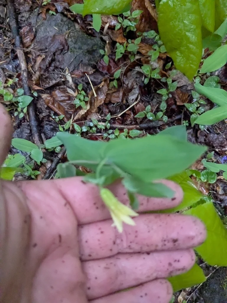 Uvularia Perfoliata