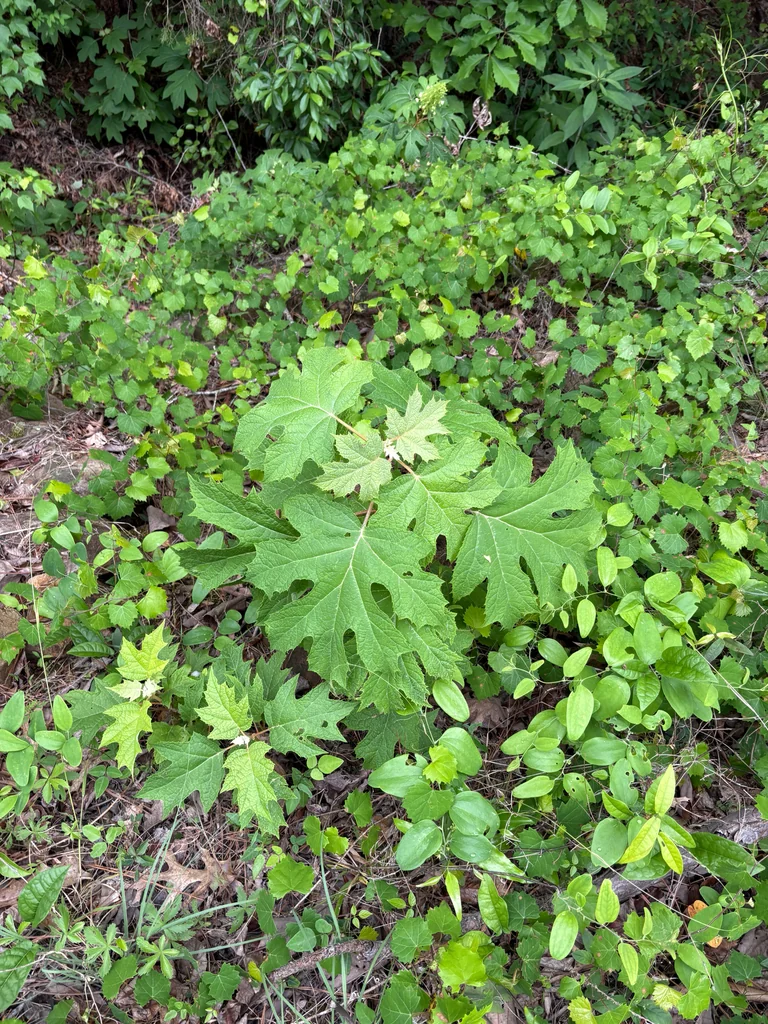 Hydrangea quercifolia