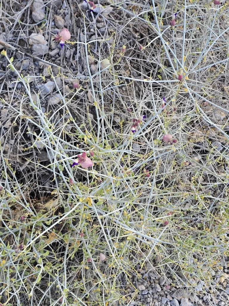 Scutellaria Mexicana