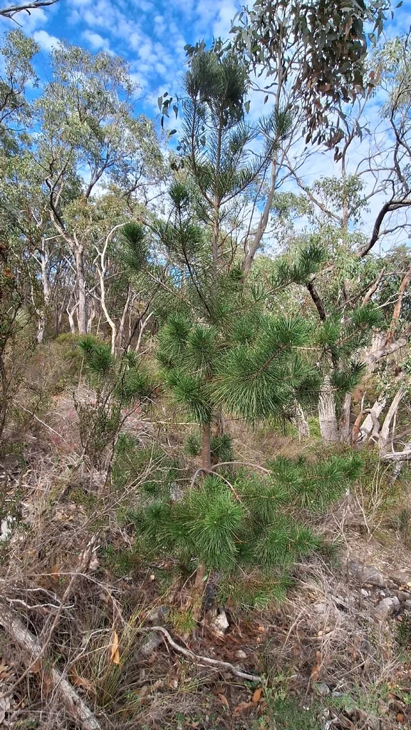 Pinus Radiata