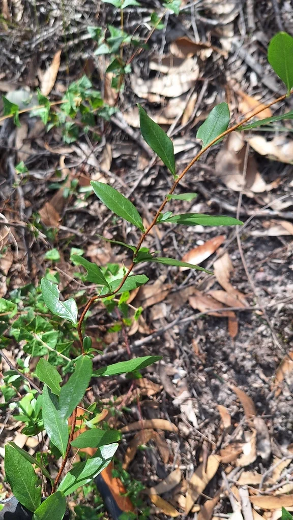 Sollya Heterophylla