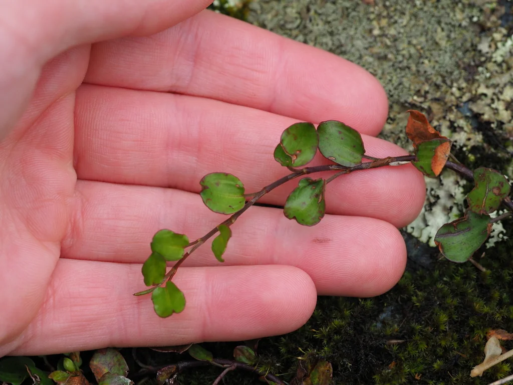 Muehlenbeckia axillaris