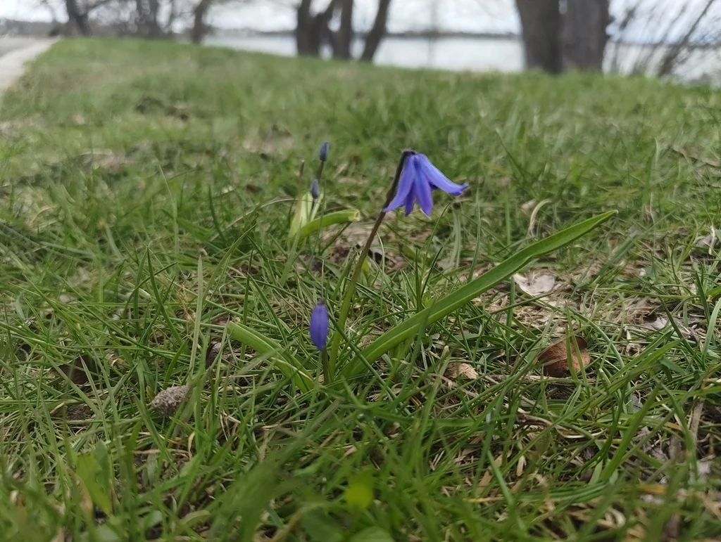 Scilla Siberica