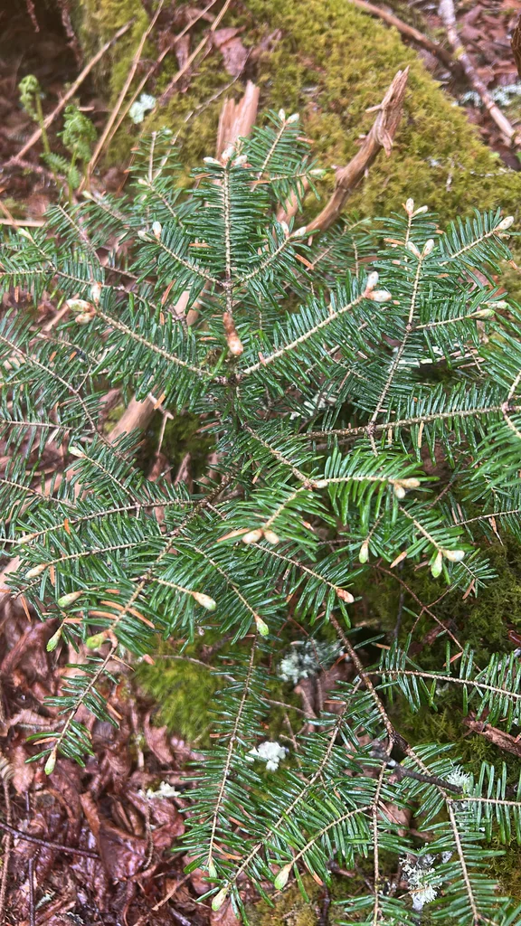 Abies Fraseri