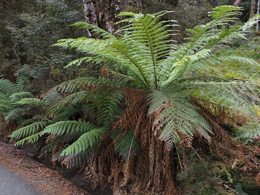 Dicksonia Antarctica