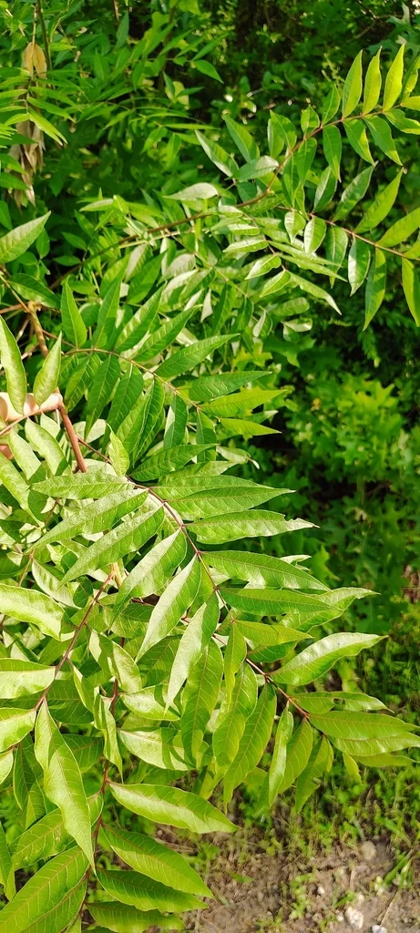Pistacia Chinensis