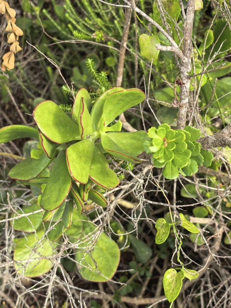 Cotyledon Orbiculata