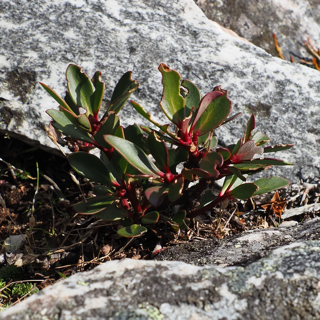 Drimys Lanceolata
