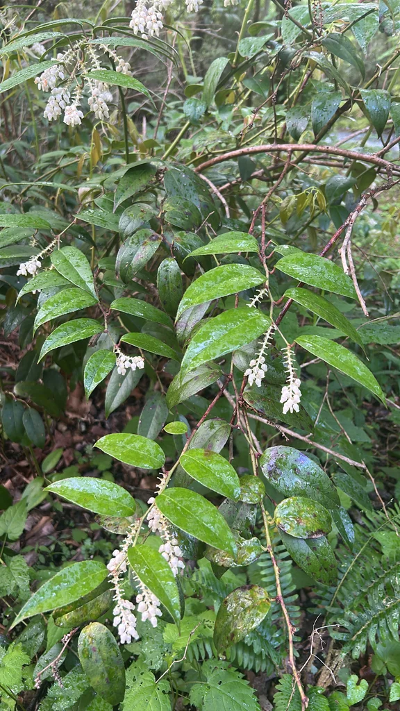 Leucothoe Fontanesiana