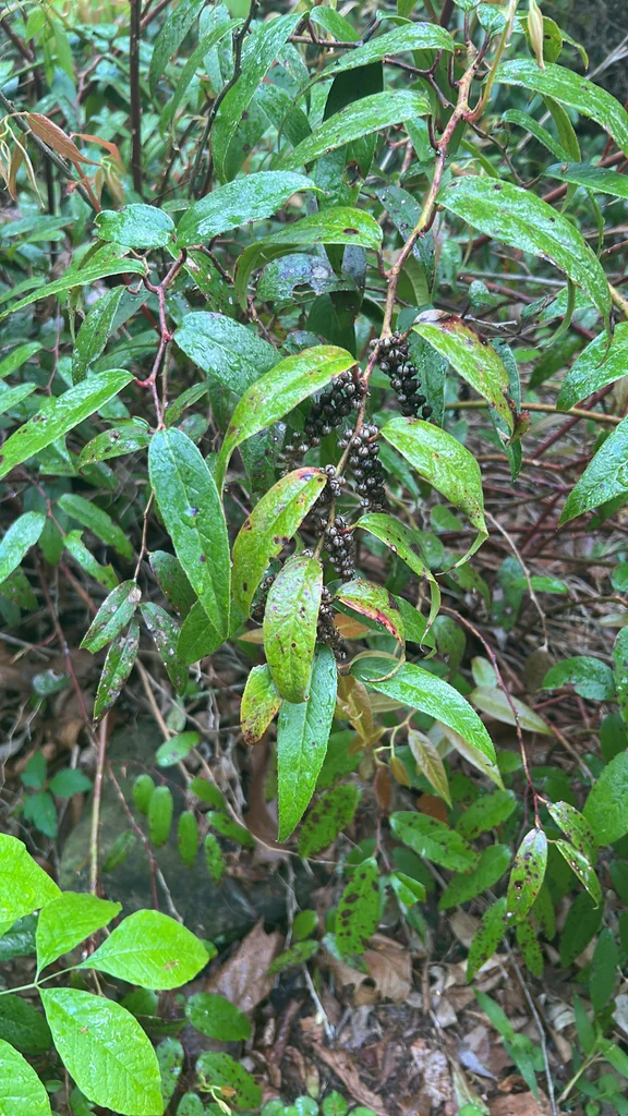 Leucothoe Fontanesiana
