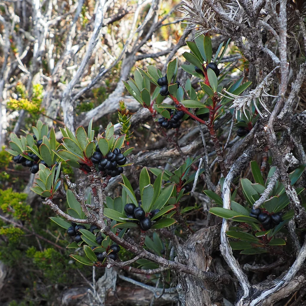 Drimys Lanceolata