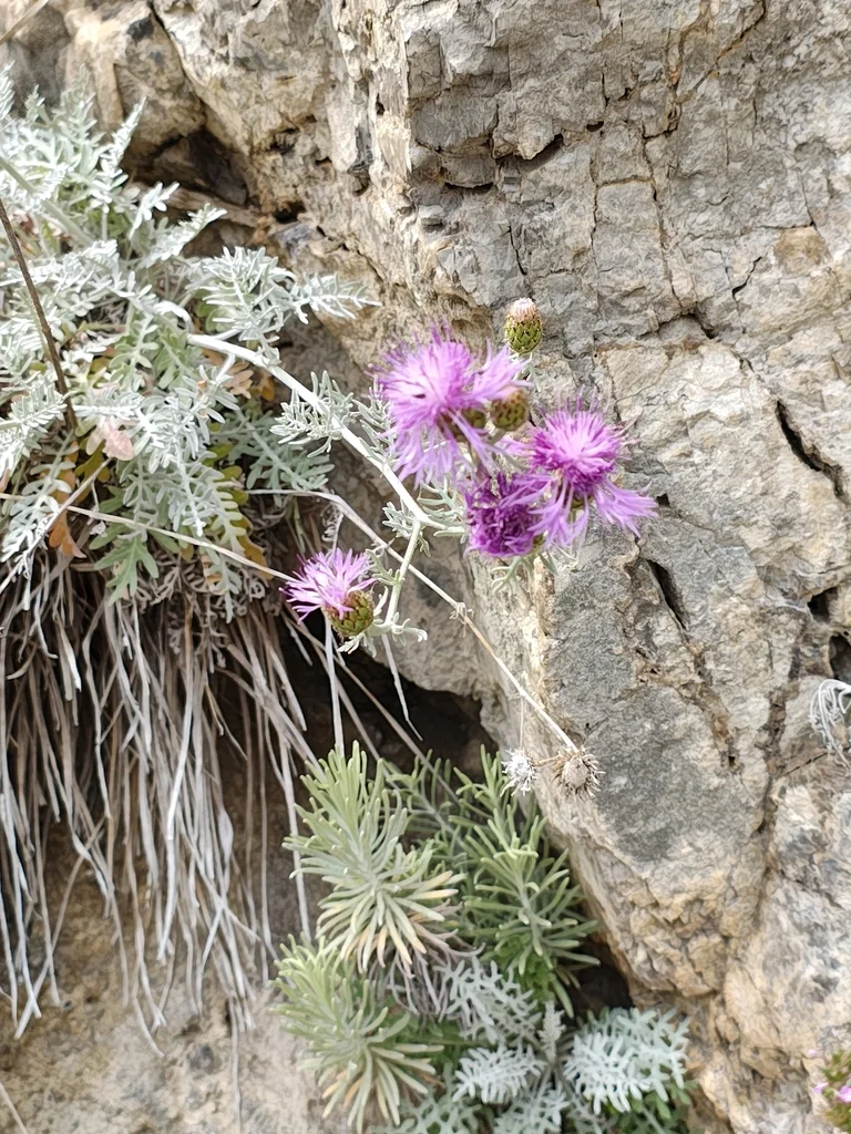 Centaurea Cineraria