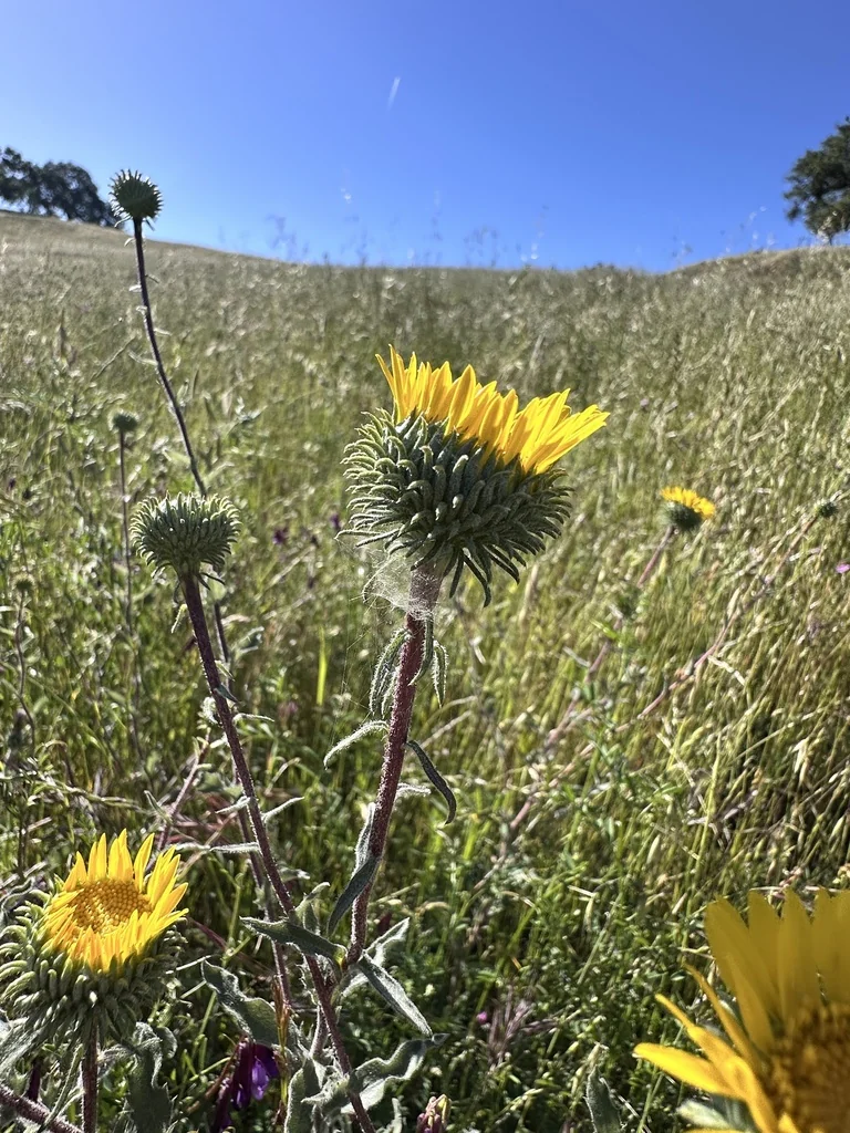 Grindelia Hirsutula