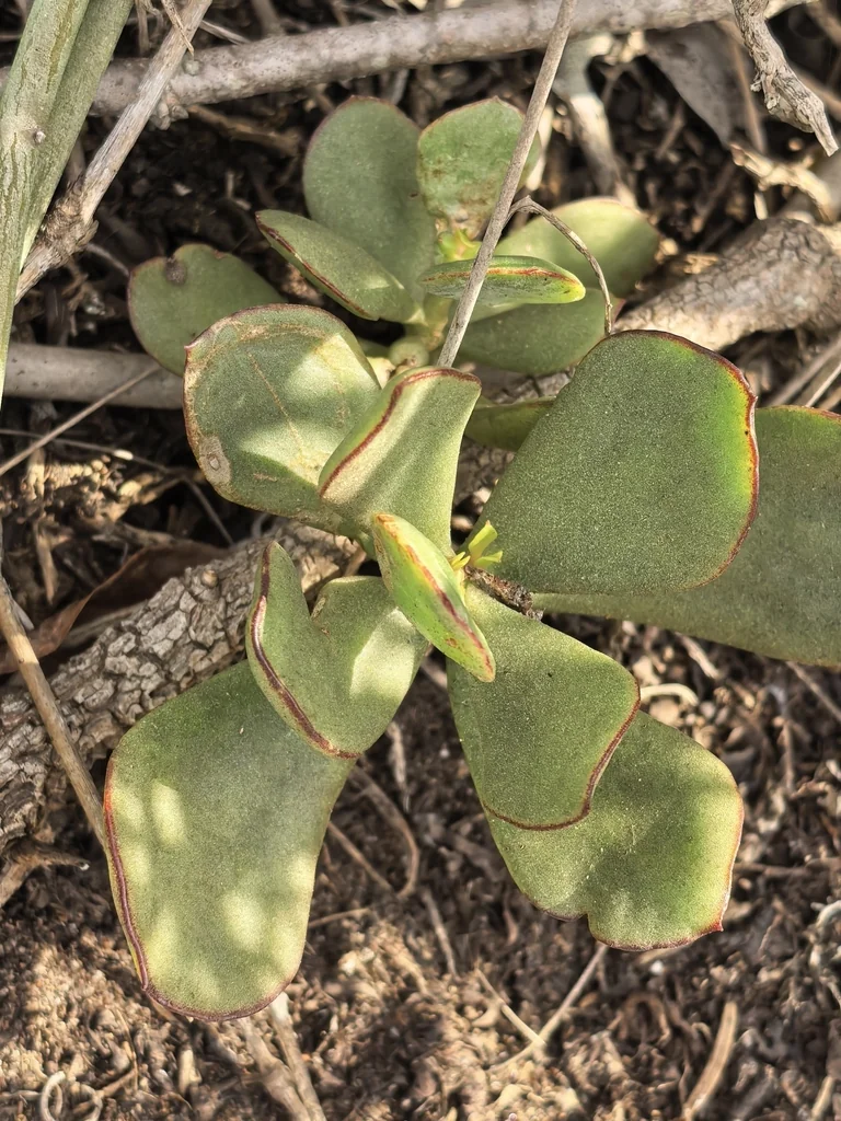 Cotyledon Orbiculata