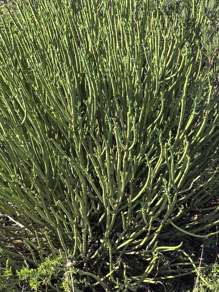 Euphorbia Mauritanica