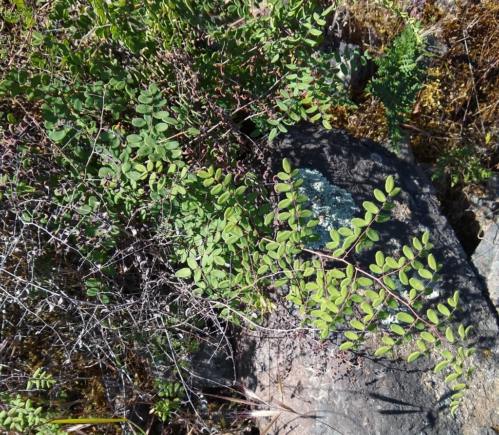 Pellaea Andromedifolia