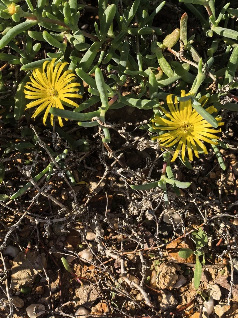 Malephora Lutea