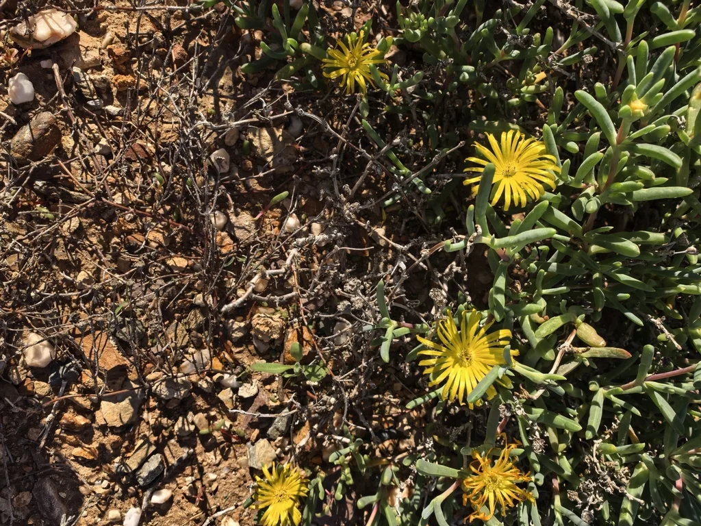 Malephora Lutea