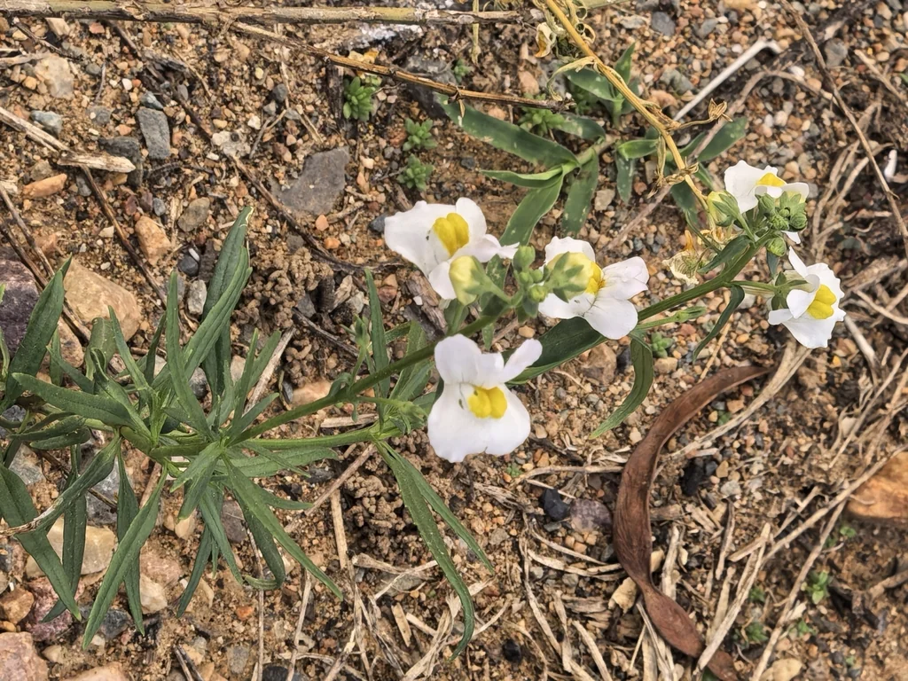 Nemesia fruticans