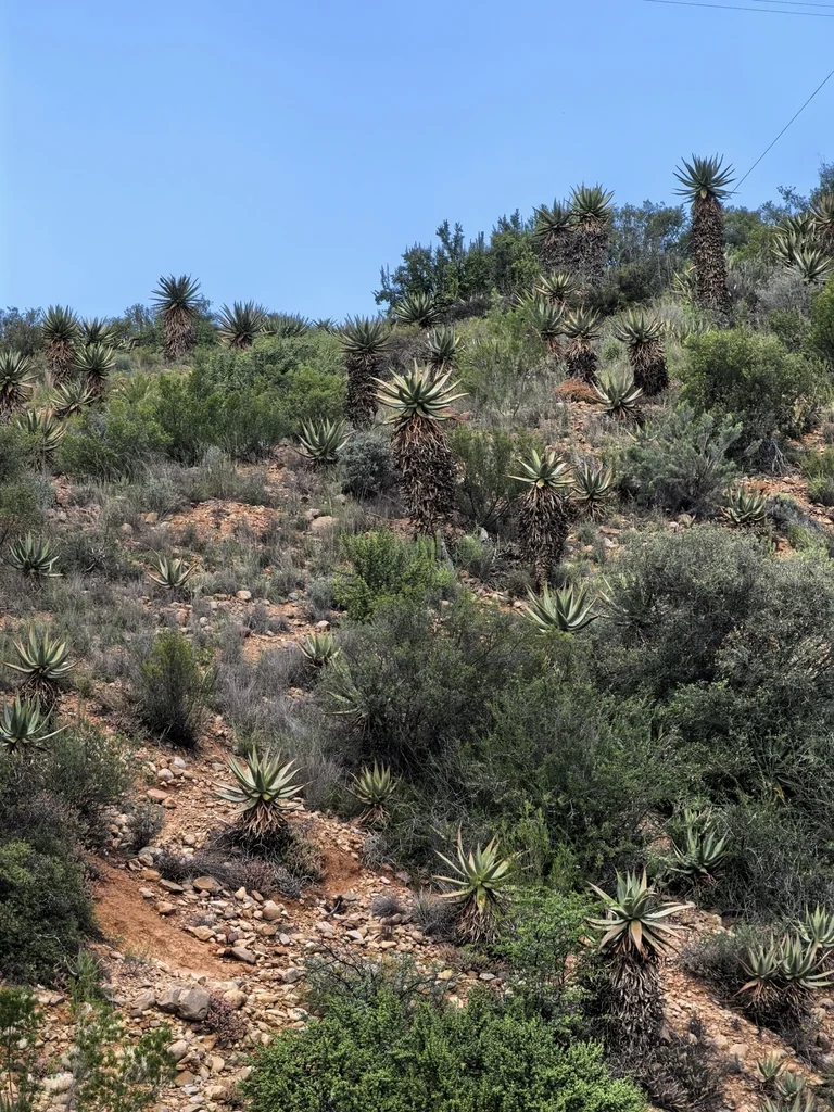 Aloe Ferox