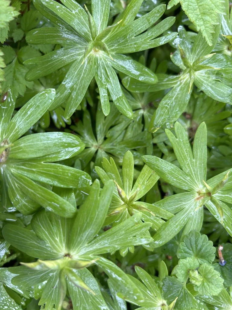Eranthis Hyemalis