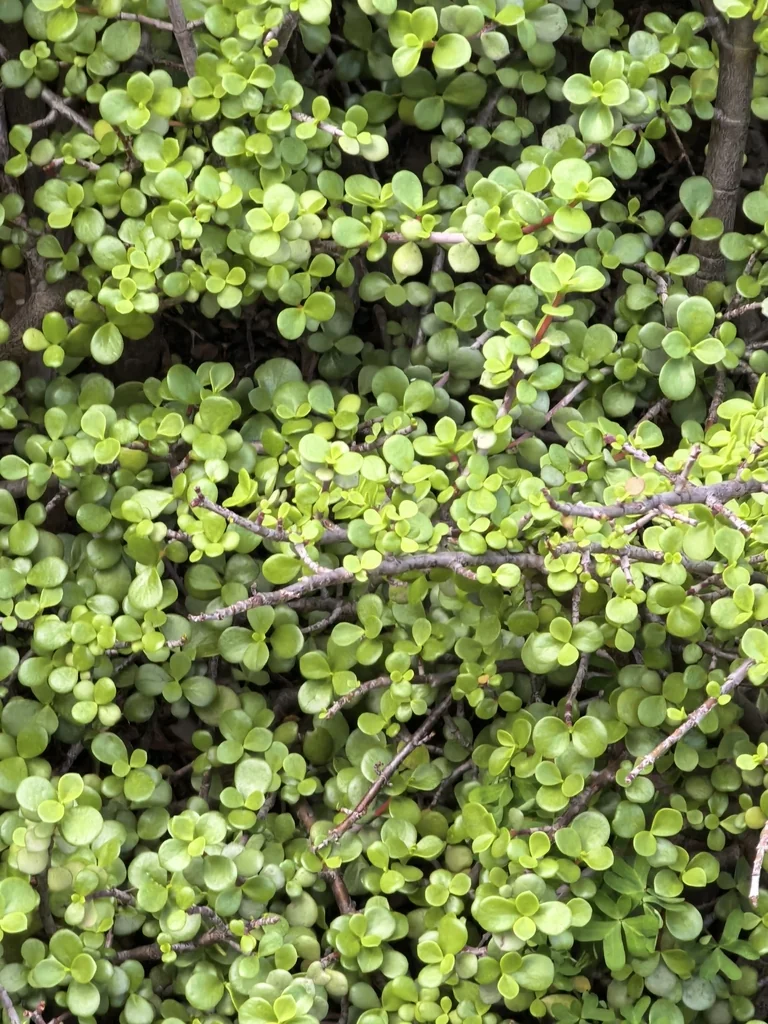 Portulacaria Afra