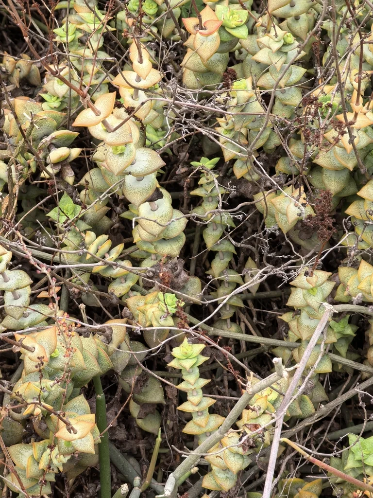 Crassula Perforata
