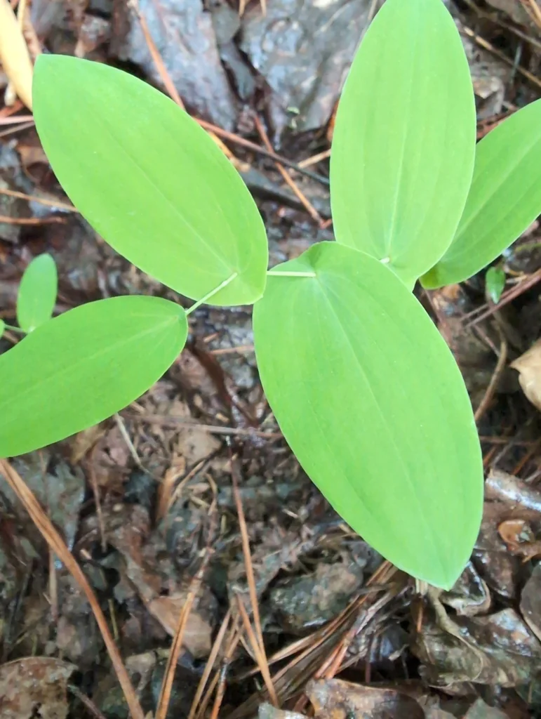 Uvularia Perfoliata