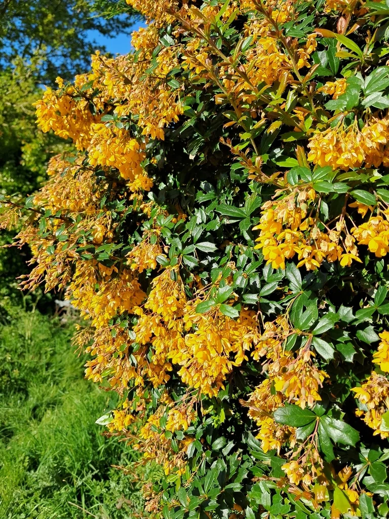 Berberis Darwinii