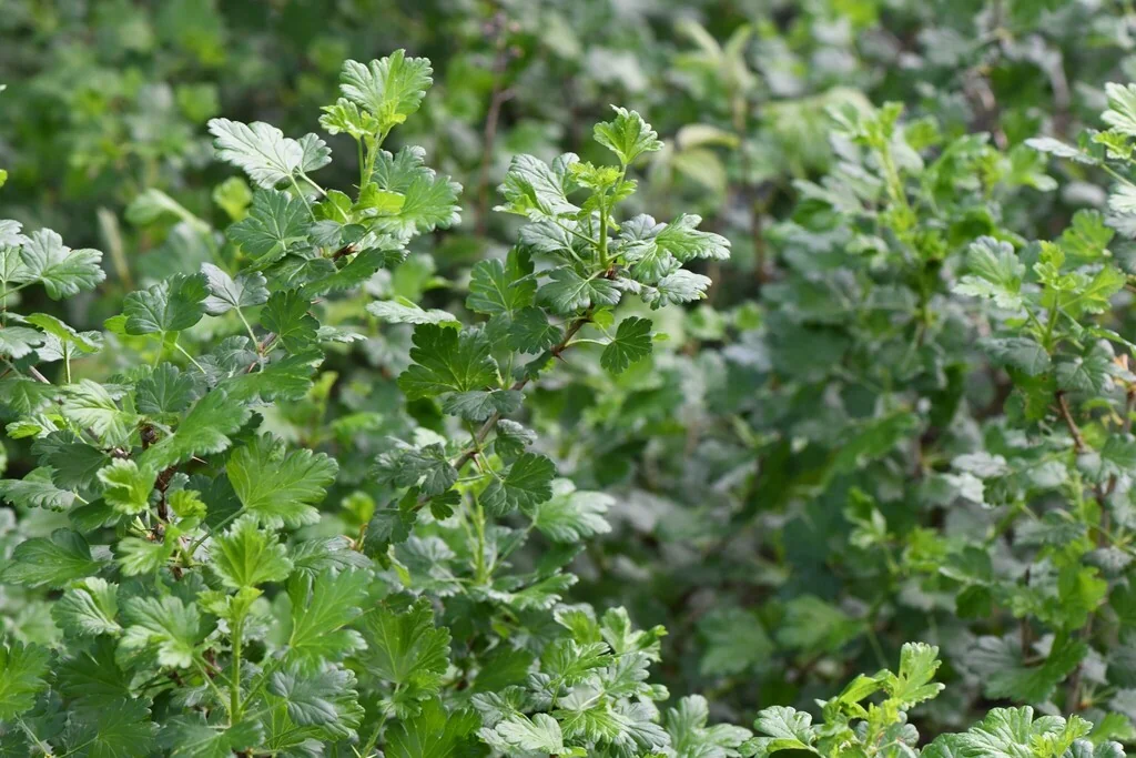 Ribes Uva-Crispa