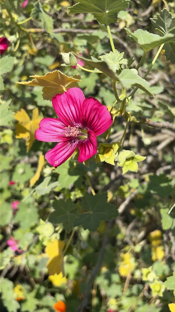 Lavatera Assurgentiflora