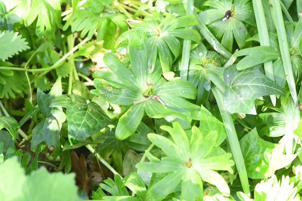 Eranthis Hyemalis