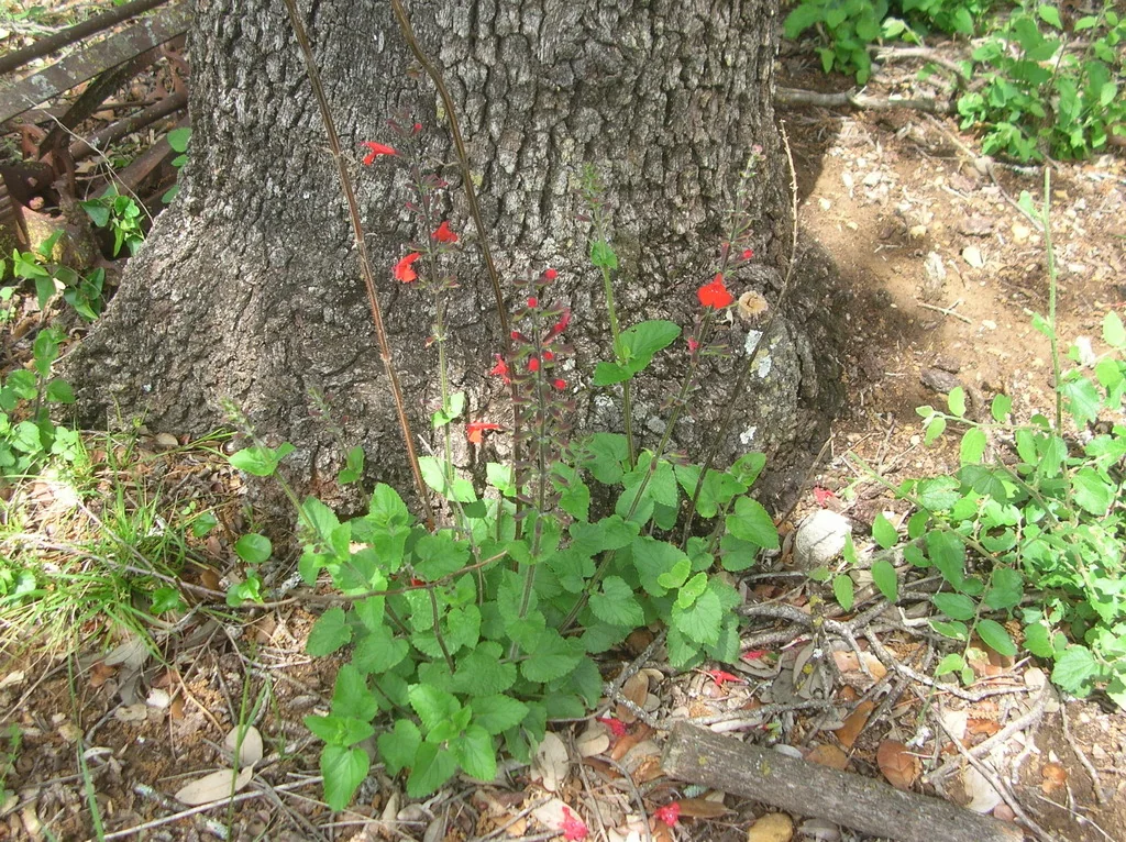 Salvia coccinea