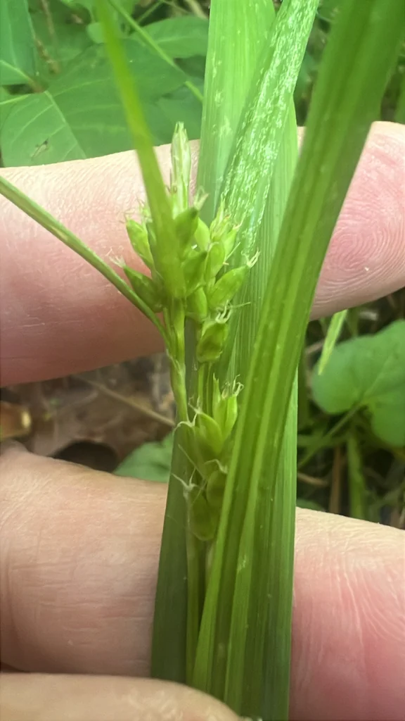 Carex Amphibola