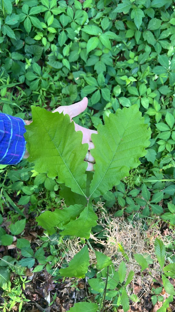 Quercus Michauxii