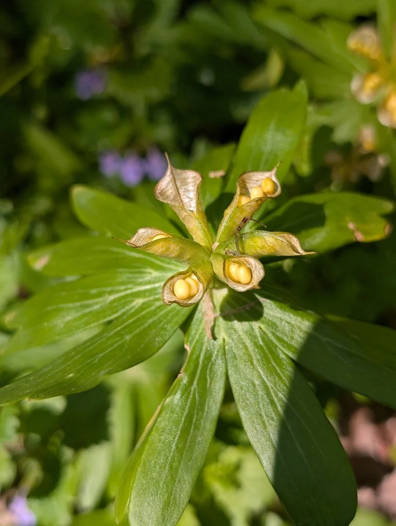 Eranthis Hyemalis