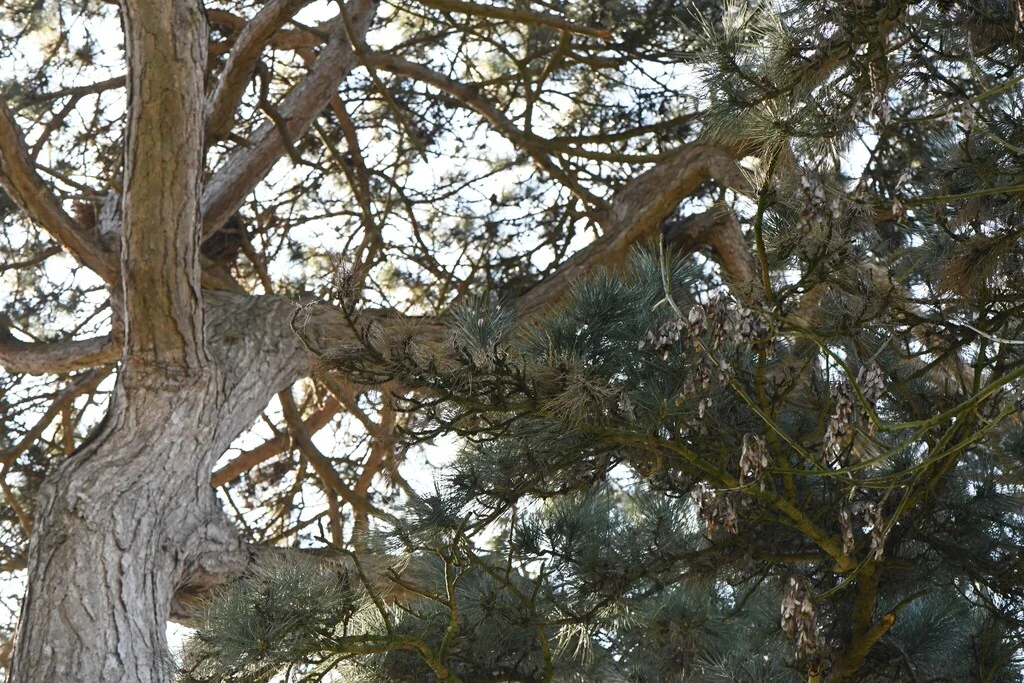 Pinus nigra