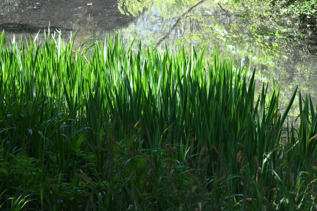 Acorus Calamus