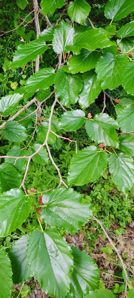 Morus Rubra