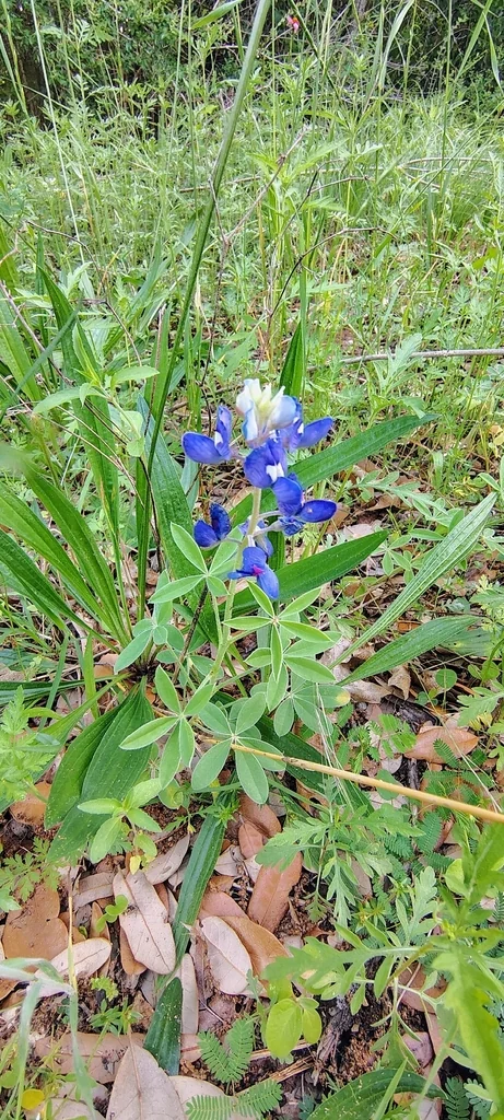 Lupinus Texensis
