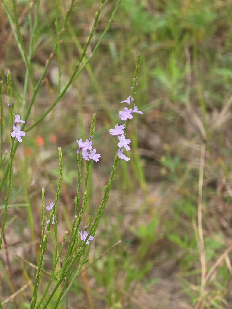 Verbena Halei