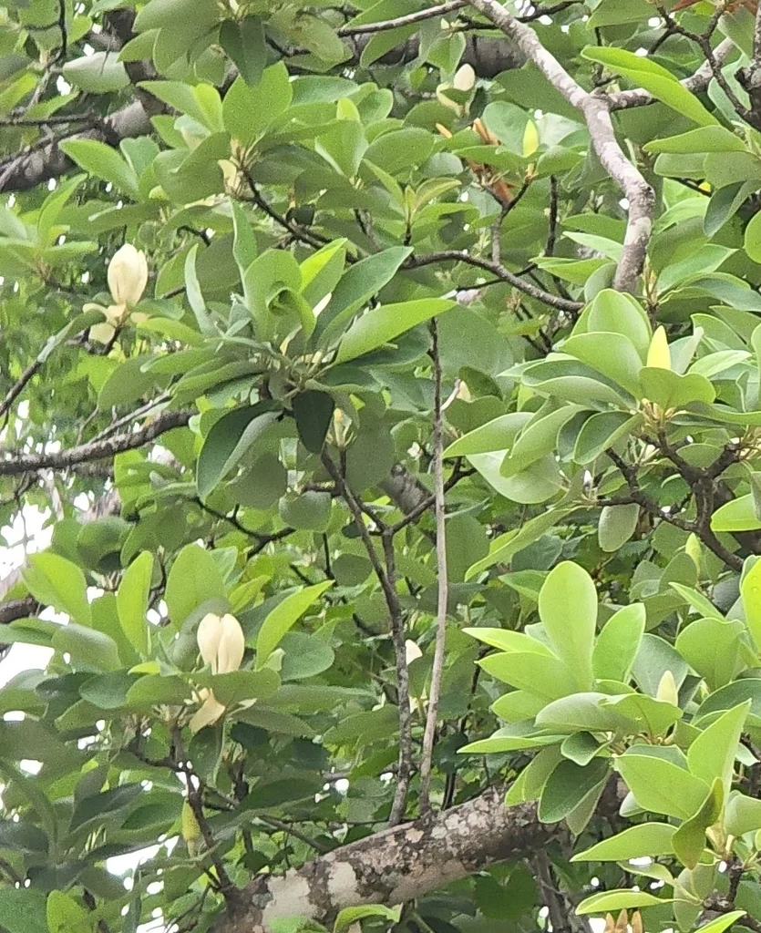 Magnolia Virginiana