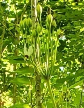 Dodecatheon Meadia