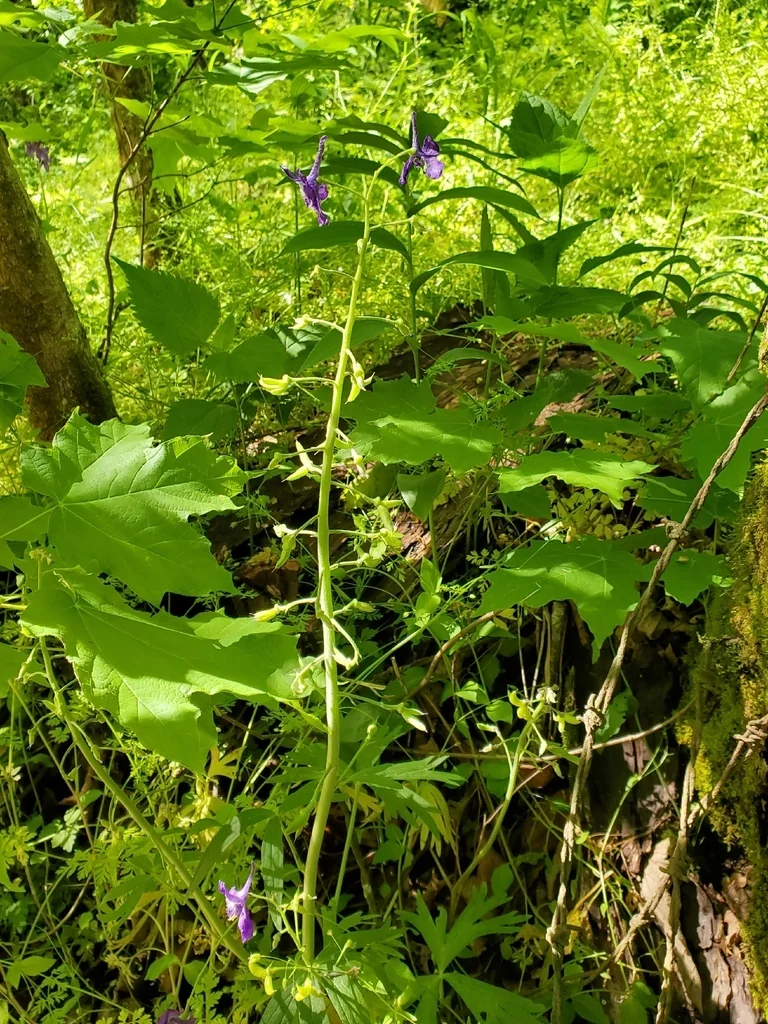 Delphinium Tricorne