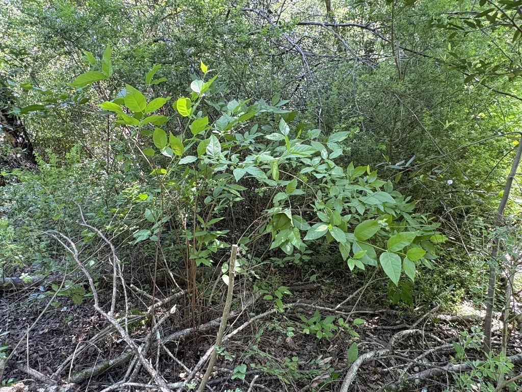 Calycanthus Occidentalis